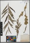 Foto von Salix viminalis L.